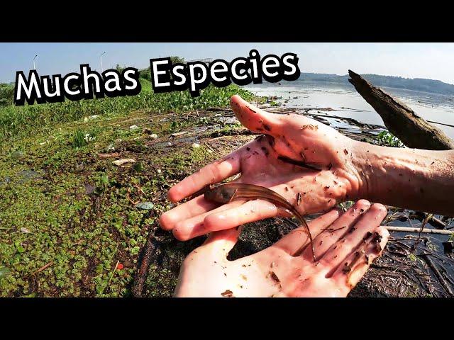 Pesca con red atrape ¡muchas especies!