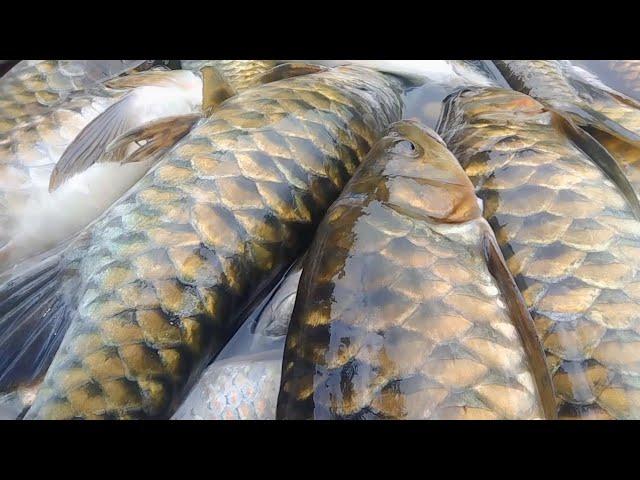 jaring terpasang di lubuk sarang ikan di hantam oleh ikan semah