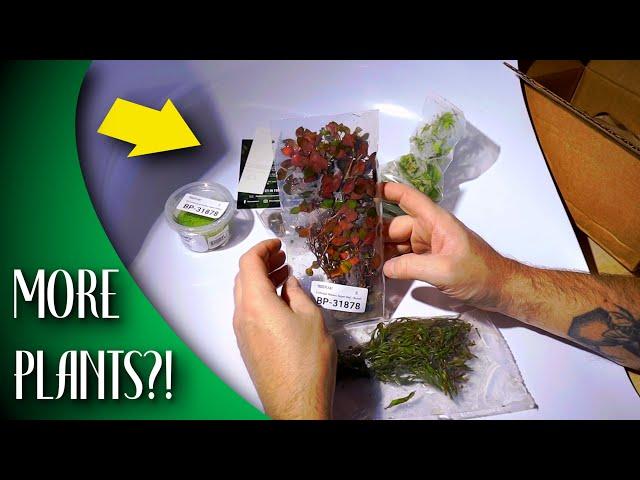 Buce Plant Unboxing!