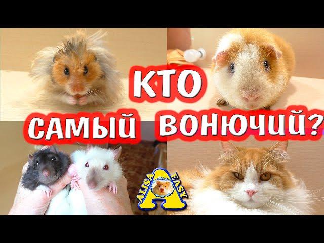 КТО САМЫЙ ВОНЮЧИЙ? / КРЫСА / ХОМЯК / МОРСКАЯ СВИНКА / МЫШЬ / КОШКА / ХОМКИ ВОНЯЮТ? / Alisa Easy Pets