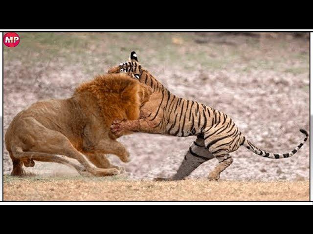 Tigre VS León  ¿Quién es el Verdadero REY Indiscutible?