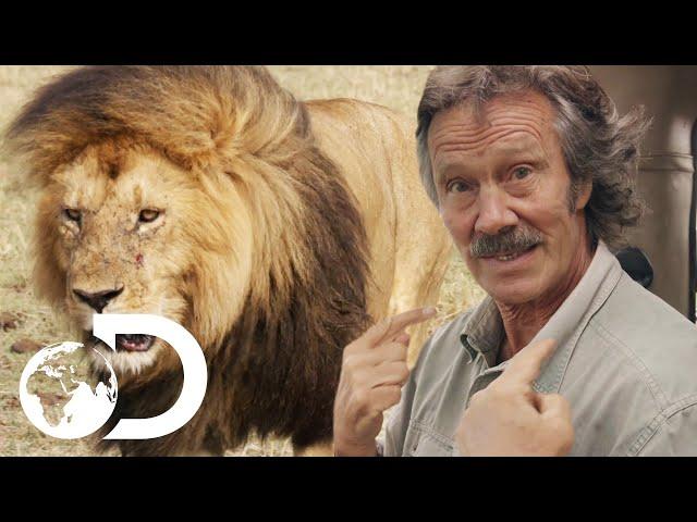 Territorial Male Lion Asserts Dominance Over His Pride | Big Cat Tales