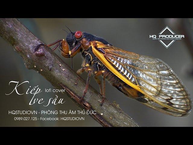 Kiếp ve sầu | Lofi Chill độc lạ | Phòng thu âm Thủ Đức HQSTUDIOVN