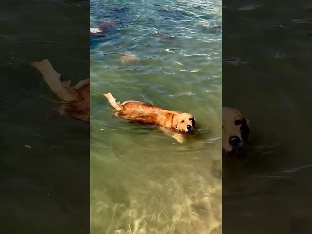 愛游泳的金毛狗/Golden retriever who loves swimming #宠物 #游泳