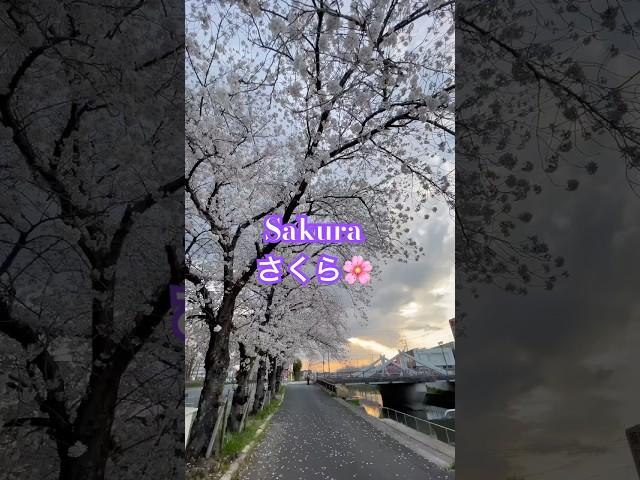 Sakura (桜) #sakura #japan #viralvideo #fyp #srilankanvlogs #beautiful #trending #viralshorts #virals