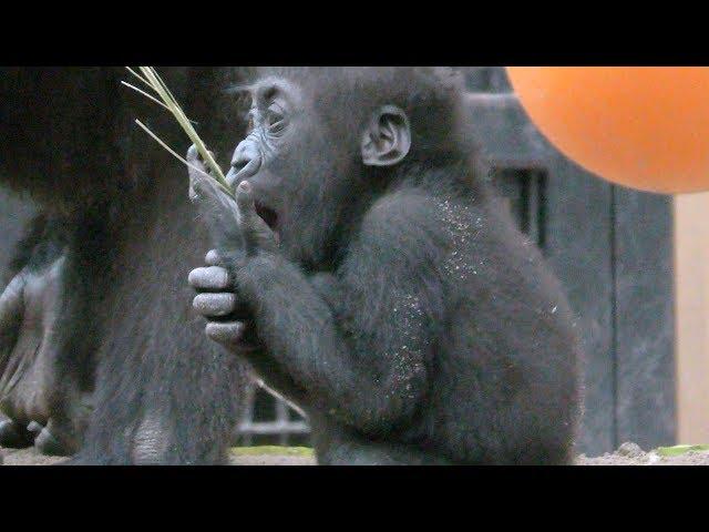 12/19キンタロウの１歳の誕生日①[Kyoto City Zoo] 12/19 Kintaro's first birthday