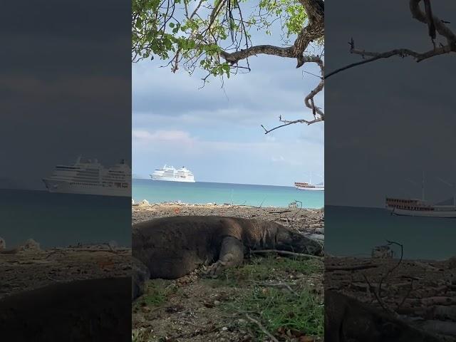 Komodo Dagon wait for their prey around the beach #wildlife #komodo #komodonationalpark #animals