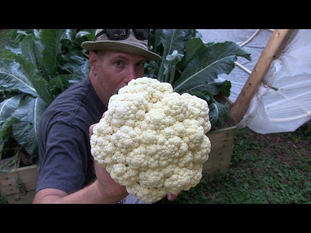 Tips on Growing Cauliflower