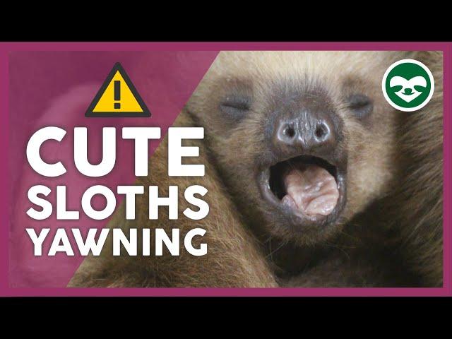 Baby Sloths  Yawn Compilation