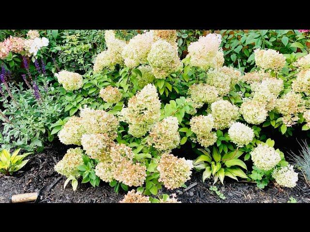 How To Train A Hydrangea Tree from a Bush // How to divide a hydrangea - Part 2 of 2