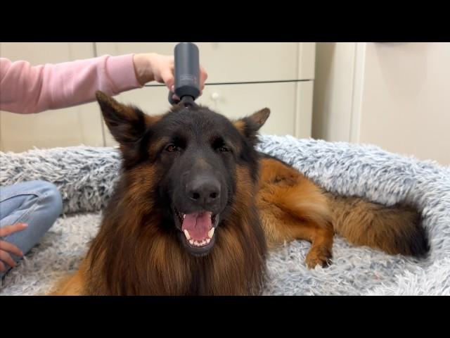 I Got My German Shepherd A Massager | And Now He's Filing A Complaint!