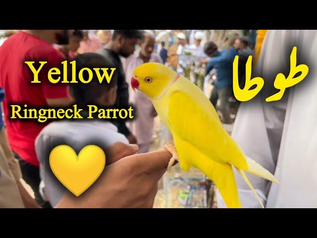 Yellow Ringneck Parrot  in Lalukhet Sunday Birds Market Karachi Pakistan