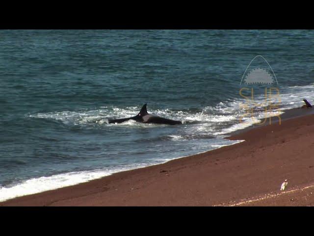 IMÁGENES INÉDITAS!!!. Orcas practicando ataques de costa. Patagonia Argentina. SubSur.