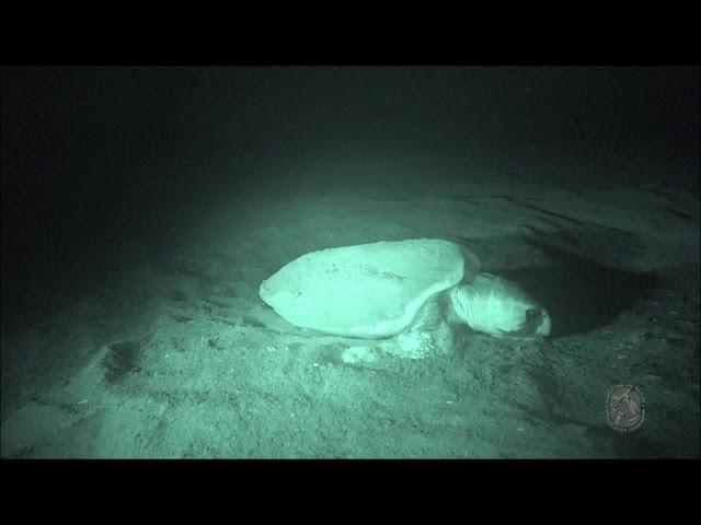 A nesting sea turtle