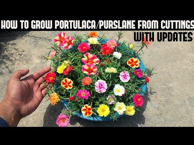 How To Grow Portulaca/Purslane From Cuttings(Full Updates)