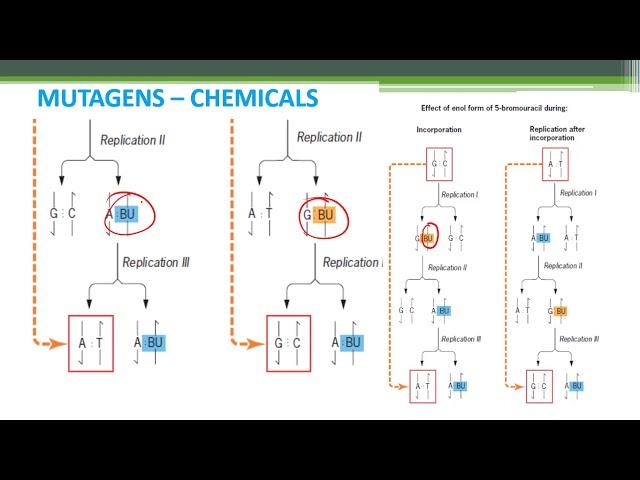 GENE MUTATION - INDUCED MUTATIONS MUTAGENS PART-III