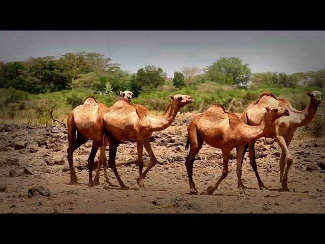 Camels  Extreme Temperature Secrets - camel water conservation - camel heat resistance mechanisms