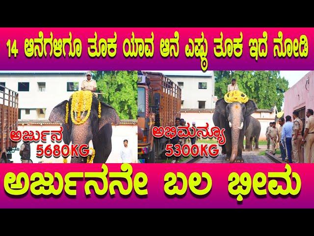 ಅರ್ಜುನನೆ ಹೆಚ್ಚು ಬಲಶಾಲಿ, 14 ಆನೆಗಳಿಗೂ ತೂಕ, Dasara 2023, Arjuna Elephant weight is highest among All