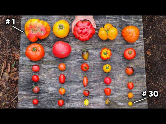 30 Incredible Tomato Varieties You Have to See to Believe!