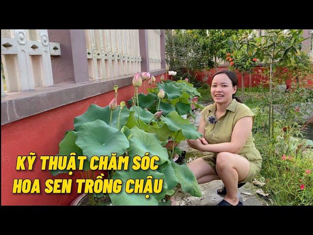 Kỹ thuật chăm sóc hoa sen trồng trên chậu cho nhiều hoa