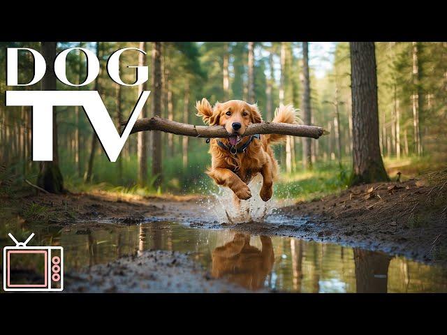 Dog TV Videos: Virtual Dog Walk with Relaxing Soothing Music for Dogs - Anti Anxiety for Dogs