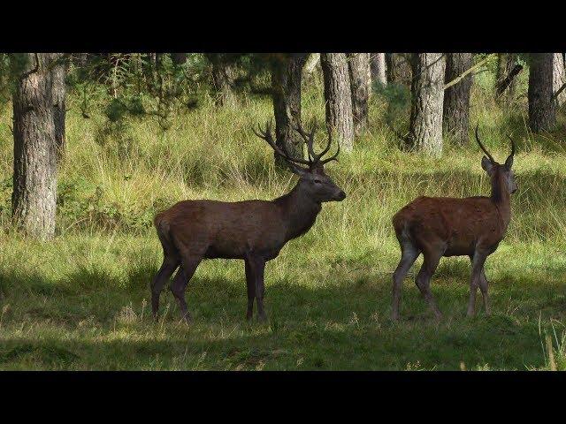 Zwerven op de Veluwe   9