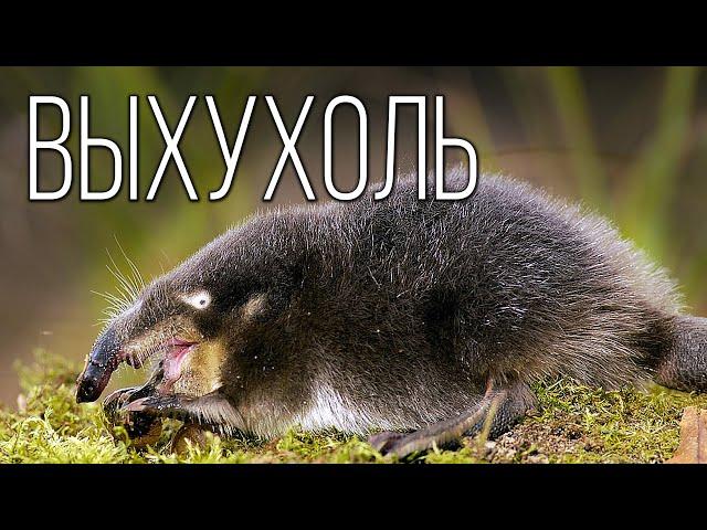 Muskrat: A strange beast with a funny name | Interesting facts about animals of Eurasia