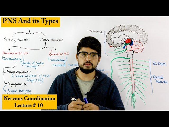 Peripheral Nervous System | PNS |