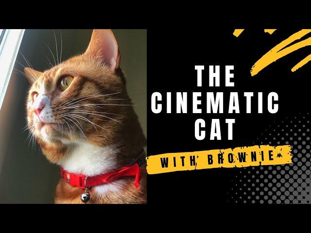 THE CINEMATIC CAT ft. Brownie | Sony 6600 Film