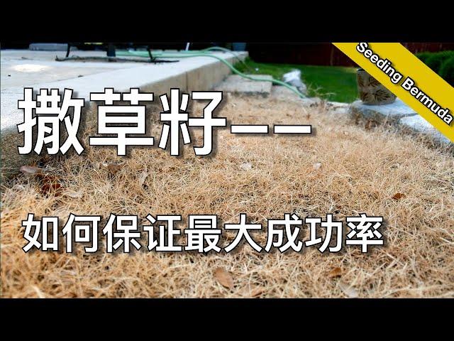 如何从种子建立完整草坪（二）- 为什么种草籽会失败 - how to grow grass from seed | 尅尅&凯西的后花园