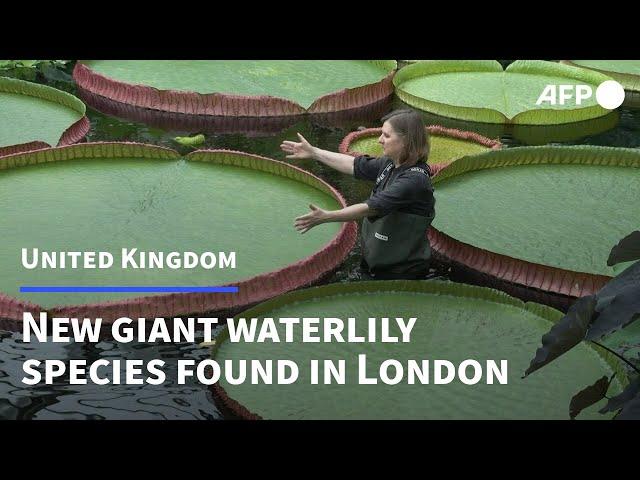 First new giant waterlily species discovered in London in over a century | AFP