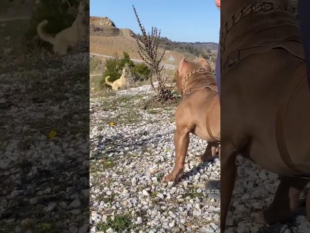 Aggressive Kangal vs pitbull dog  Pitbull Bark on Kangal  #shorts