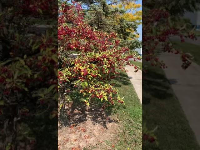 How Canadian crab apple tree look likes in the fall