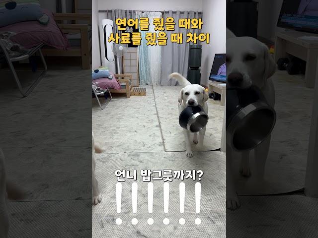 남들은 사람 같다고 하는데 사람 되긴 글러먹은 리트리버 l Reality