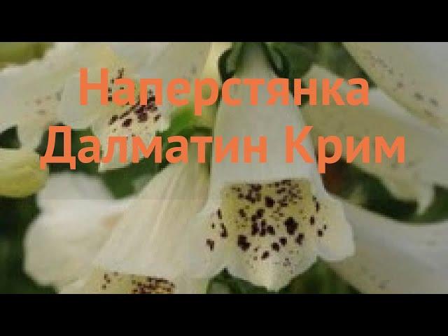 Наперстянка обыкновенная Крим  наперстянка Крим обзор: как сажать семена наперстянки Крим