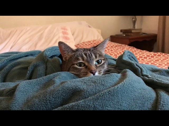 Cat in a Heated Blanket