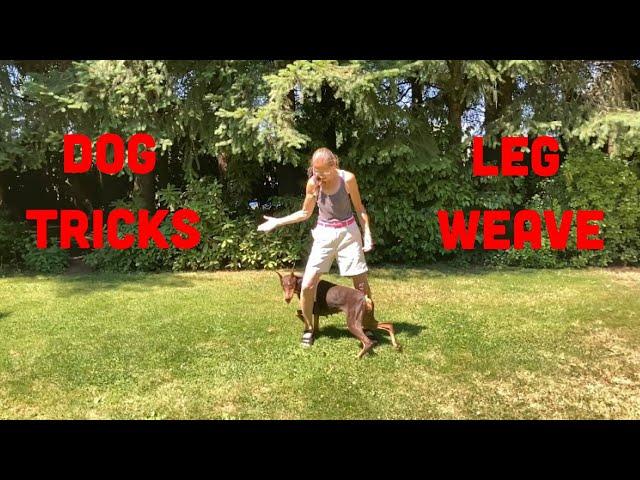 The Easy Way to Train Your Dog to Weave Through Your Legs