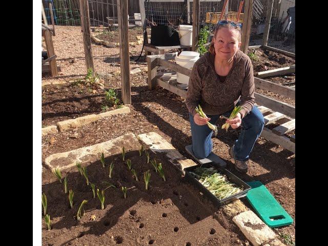 Planting Onions in Central Texas