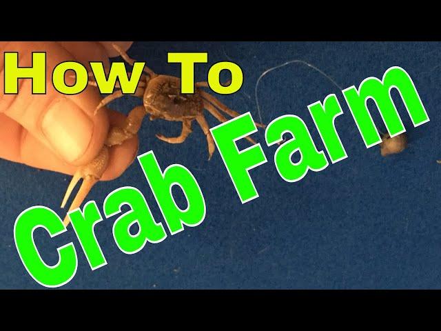 HOW TO make a FIDDLER CRAB FARM -  keeping your BAIT ALIVE! (DIY Fiddler Crab Terrarium)