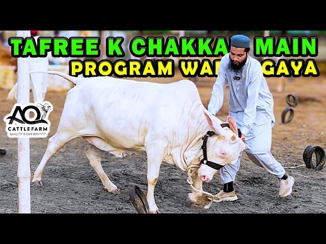 NEW FUN iDEA WARR GAYA  AQ Cattle Farm | Cattle Market Karachi