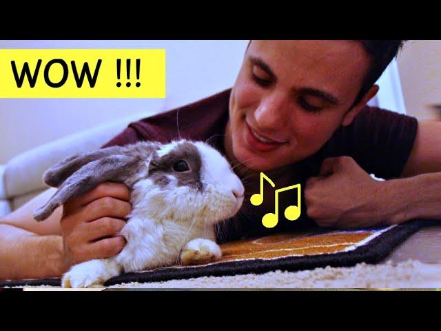 My rabbit wrote a song! | Without You - Composed by Bini the Bunny