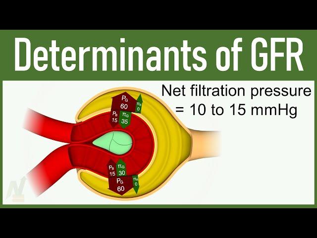 08. Determinants of GFR (Glomerular Filtration Rate)