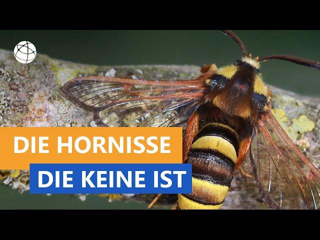 Die Hornisse, die keine ist - Das kleine 1x1 der Artenkunde  | Planet Schule