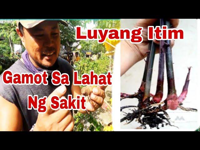 Luyang Itim Gamot sa Lahat ng Uri Ng Sakit/Vlog # 570| LTV