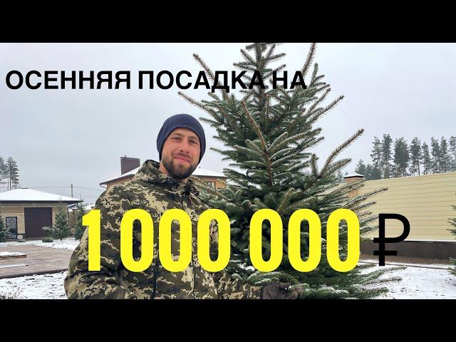 Посадка хвойных на 1000000 рублей. Озеленение участка 60 соток 1 этап. Воронеж.