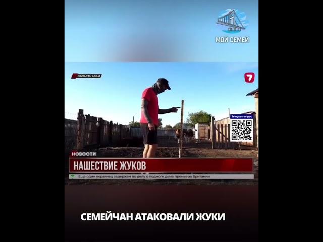 СЕМЕЙЧАН АТАКОВАЛИ ЖУКИ🪲🪲