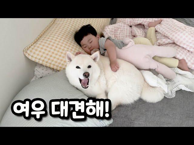 잠자는 아기가 깰까봐 움직이지도 못하는 시바견 여우