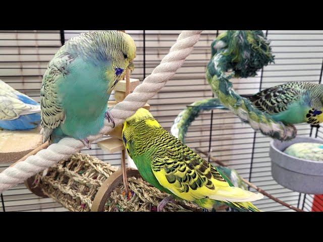 7 hours of budgie sounds to encourage your parrot to eat and sing