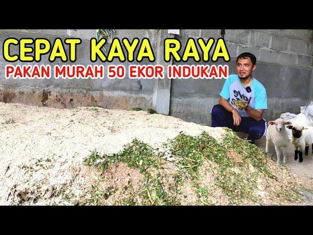 CARA PEMBUATAN PAKAN MURAH 50 INDUKAN PALING MUDAH DAN RINGAN