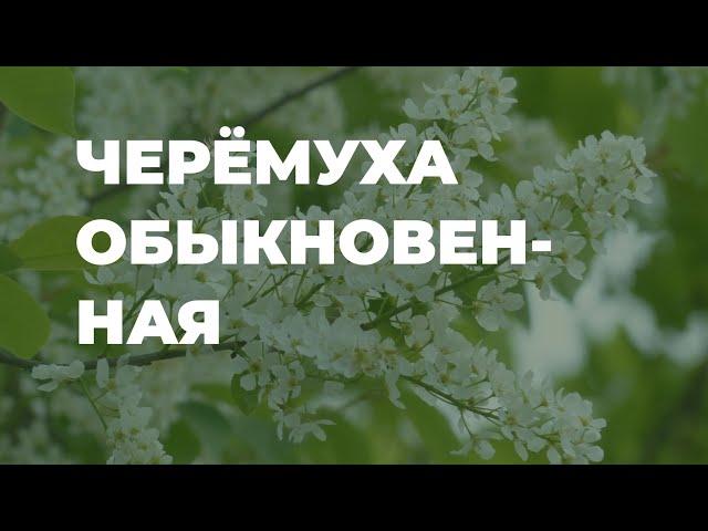 Черёмуха обыкновенная - полезные свойства, народная медицина / Захар Травник